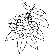 Elderberries, source of the elderberry extract in Daily-eeze