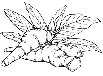 Jerusalem artichoke, source of the prebiotic inulin fiber in Daily-eeze